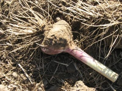 Gourmet Garlic Trimming and Cleaning Image
